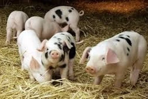 Giá lợn hơi lên gần 80.000 đồng/kg, giá thịt tại chợ tăng mạnh