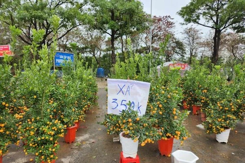 Trưa 30 Tết: Đào, hoa Tết đại hạ giá 