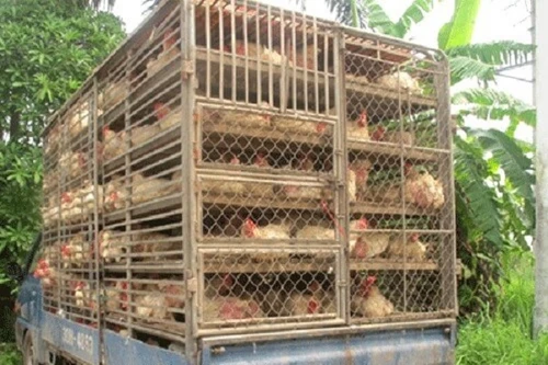 Đề phòng lây lan cúm gia cầm, không buôn bán, vận chuyển trái phép gia cầm qua biên giới