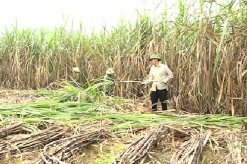 Điều tra vụ việc áp dụng biện pháp phòng vệ thương mại đối với sản phẩm đường mía