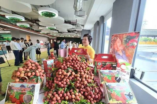 Vải thiều Việt Nam vươn ra thế giới