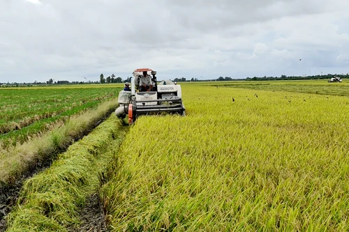 Tổng cục Thống kê khuyến nghị giải pháp tránh làm tăng giá gạo trong nước