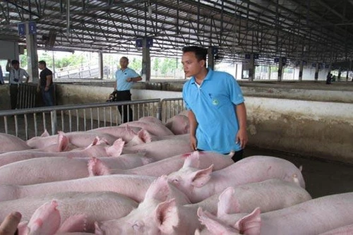 Thịt lợn giảm giá nhẹ