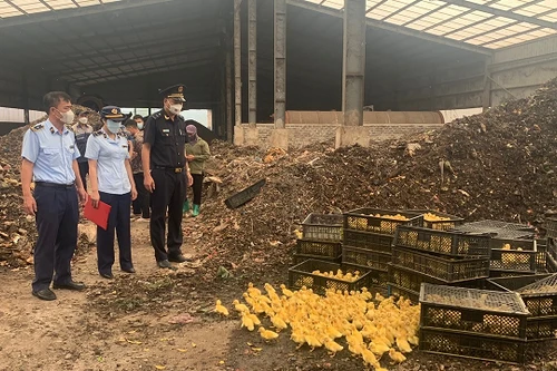 Giống gia cầm nhập lậu ồ ạt vào Việt Nam