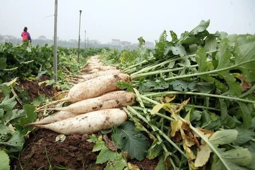 Nông sản "ế ẩm": Sở Công Thương Hà Nội nói gì?