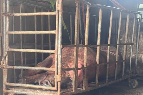 Bị "tóm" khi đang vận chuyển lợn nái đã chết, đang trong quá trình phân hủy đi bán