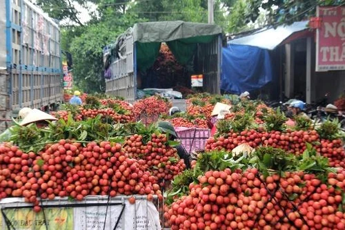 Bác tin đồn vải thiều Bắc Giang bị ép giá còn 2.000 đồng/kg