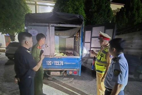 Tạm giữ nhiều xe chở lợn không rõ nguồn gốc, tiềm ẩn nguy cơ dịch bệnh