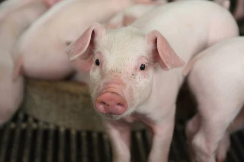 Giá lợn hơi tiếp tục xuống thấp, ghi nhận mức 48.000 đồng/kg