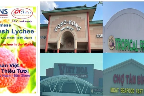 Vải thiều tươi của Bắc Giang đến Mỹ, bán tại nhiều siêu thị lớn