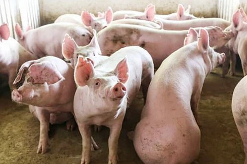Liệu có đủ thịt lợn phục vụ dịp Tết?