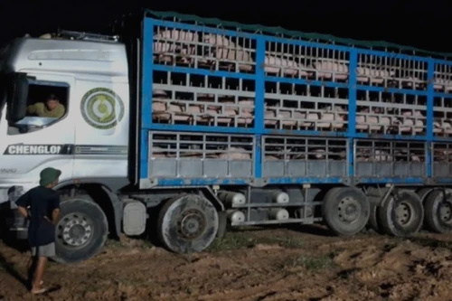 Ngăn chặn việc vận chuyển gần 200 con lợn nhiễm dịch tả lợn châu Phi hướng về Hà Nội