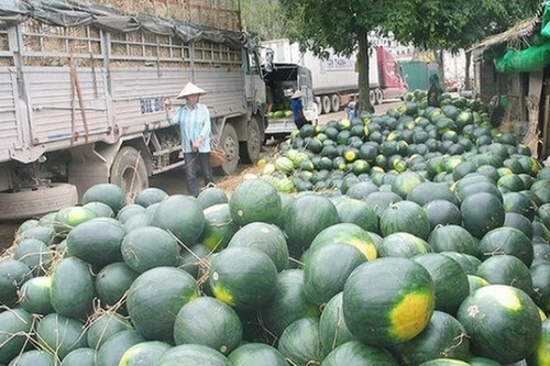 Tránh thối hỏng, ùn ứ, sẽ tăng xuất khẩu nông sản qua hàng không, đường sắt