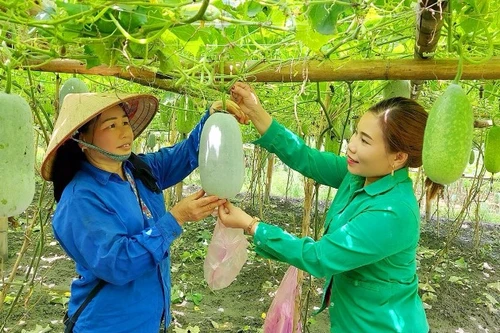 Khó kết nối tiêu thụ sản phẩm ra nước ngoài nếu đi riêng lẻ, thử nghiệm tổ chức các đoàn giao thương theo vùng