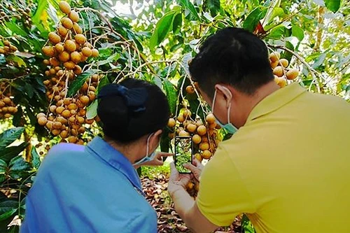 Lập thêm 10 triệu tài khoản để bán nông sản trên sàn Postmart, Vỏ Sò