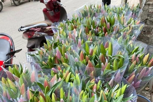 Hoa ly Tết tăng giá từng ngày