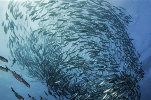 Xuất khẩu thủy sản sang Mỹ có thể tăng mạnh