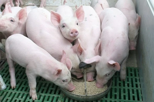 Giá lợn hơi tiếp tục giảm