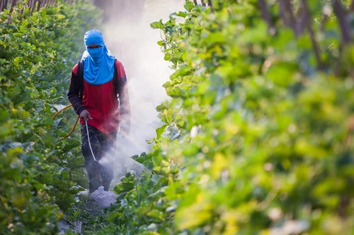 EU từ bỏ kế hoạch cắt giảm thuốc trừ sâu, doanh nghiệp xuất khẩu Việt Nam cần làm gì?