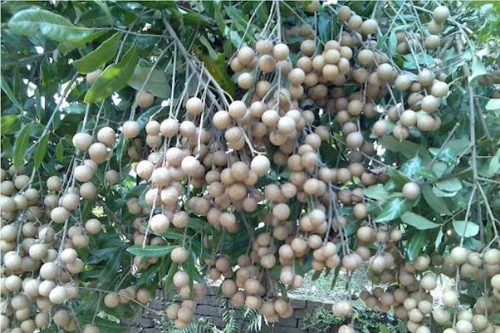 Nhiều lại trái cây giá thấp khó tin