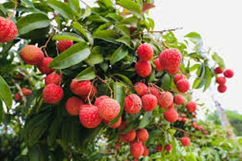 Vải thiều và nhãn: Muốn xuất khẩu nhiều, cần hạ chi phí 