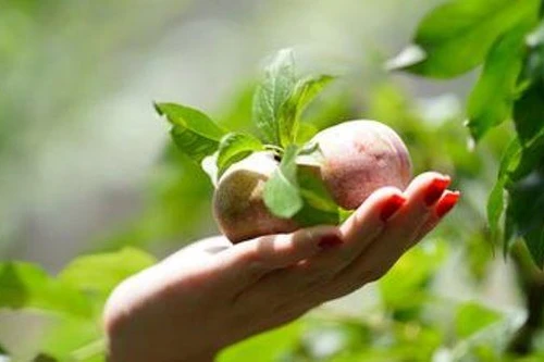 Mận Sơn La, bơ Đắk Lăk sẽ lên được bán trên sàn thương mại điện tử