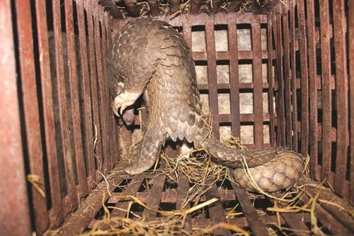 Yêu cầu rà soát, gỡ bỏ thông tin rao bán động vật hoang dã trên mạng