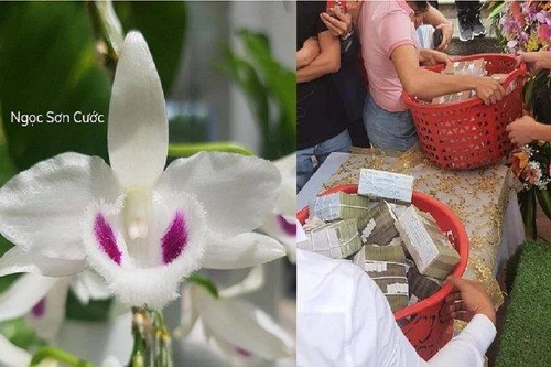 Bộ Công Thương nói về giao dịch lan trăm tỷ: Chưa có cơ sở rõ ràng để định giá lan đột biến