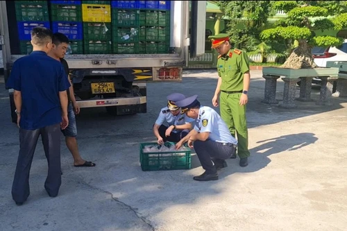 Phát hiện 8 tấn sản phẩm gia cầm không rõ nguồn gốc đang vận chuyển liên tỉnh