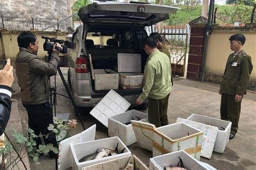 Liên tiếp phát hiện cá tầm giá rẻ nhập lậu, phải siết lại thị trường