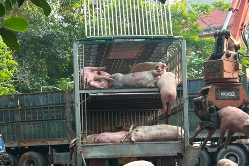 Bị phát hiện khi đang vận chuyển lợn nhiễm dịch tả lợn châu Phi đi tiêu thụ