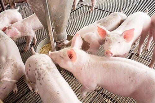 Giá lợn hơi tiếp tục giảm, cao nhất còn 70.000 đồng/kg