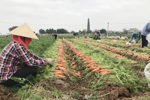 Thu mua, tiêu thụ sản phẩm hàng hóa, nông sản của vùng đang có dịch như thế nào?