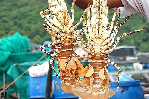 Trung Quốc tăng nhập khẩu tôm hùm từ Việt Nam