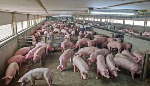 Bộ Công Thương khuyến cáo doanh nghiệp xuất khẩu lợn sang Campuchia