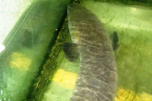 Cá lệch nặng 18kg, giá gần 20 triệu đồng ở Nghệ An