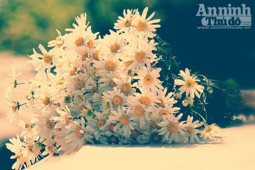 Cúc họa mi về phố