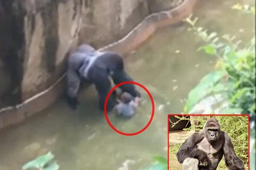 Việc bắn chết khỉ đột 180kg cứu cậu bé 4 tuổi gây tranh cãi