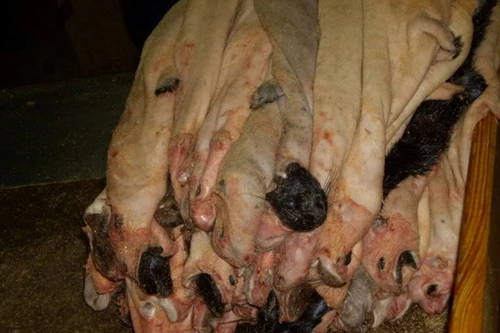 Chùm ảnh rùng rợn bên trong các trại lột lông thú tại Nga và Trung Quốc