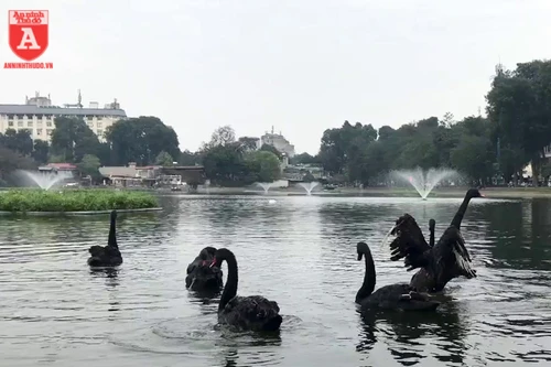 Đàn thiên nga ở hồ Thiền Quang vẫn có nguy cơ bị thương do lưỡi câu