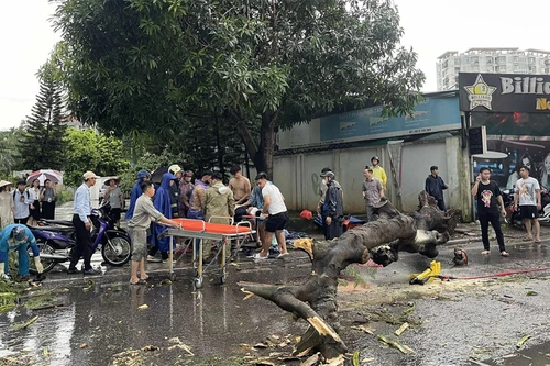 Cây xanh gãy đổ do bão Yagi đè chết người, làm hỏng xe ô tô: Ai phải bồi thường?