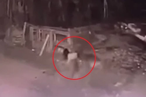 Vụ bé gái 5 tuổi bị chó cắn chết: Chủ chó là người thân nạn nhân sẽ bị xử lý ra sao?