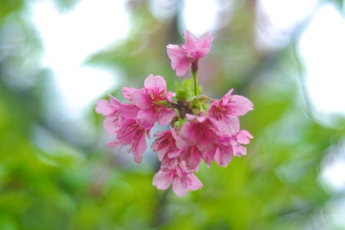 Hoa anh đào Nhật Bản bung nở rực rỡ trong công viên ở Hà Nội