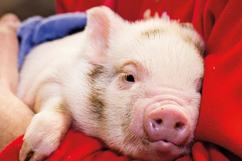 IQ của lợn vượt qua chó và tinh tinh?