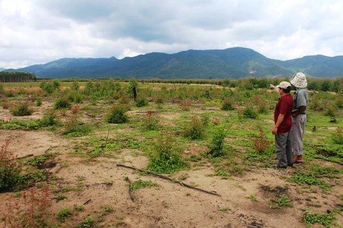 Dân thiếu đất trong khi hàng trăm nghìn ha đất nông trường để hoang hóa