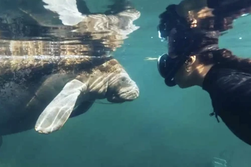 "Liên hoan phim tài liệu về phát triển bền vững: Lên tiếng cho mai sau"