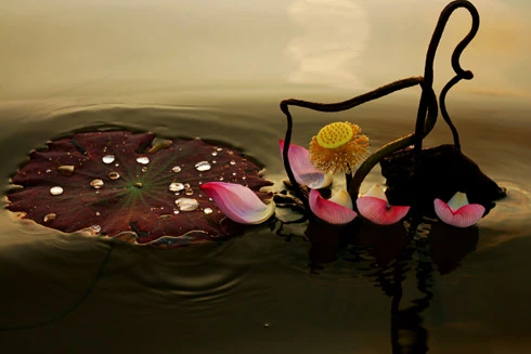 Hoa sen và thông điệp về tình yêu thương