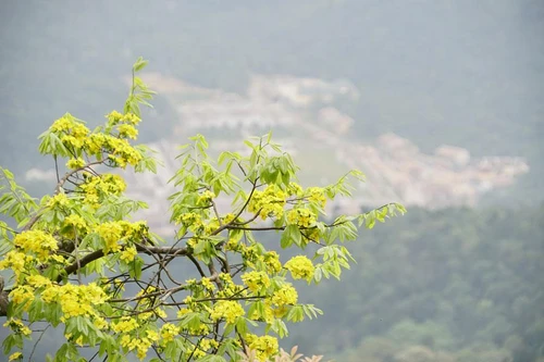 Đại lão mai bung nở, nhuộm vàng cả dãy núi Yên Tử