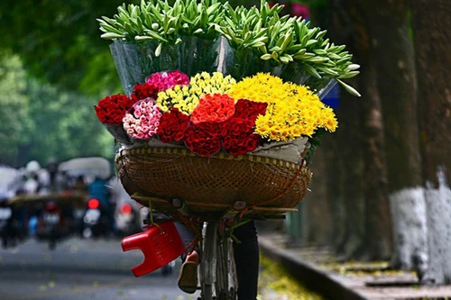 Hoa loa kèn tinh khôi xuống phố Hà Nội