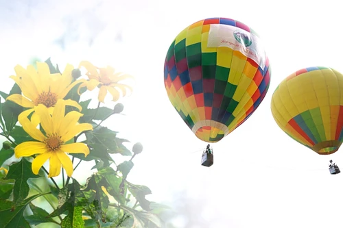 Đến Ba Vì ngắm hoa dã quỳ trên khinh khí cầu
